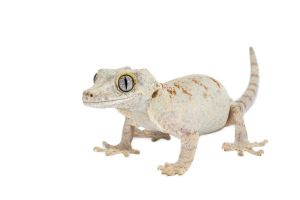 Rhacodactylus auriculatus
